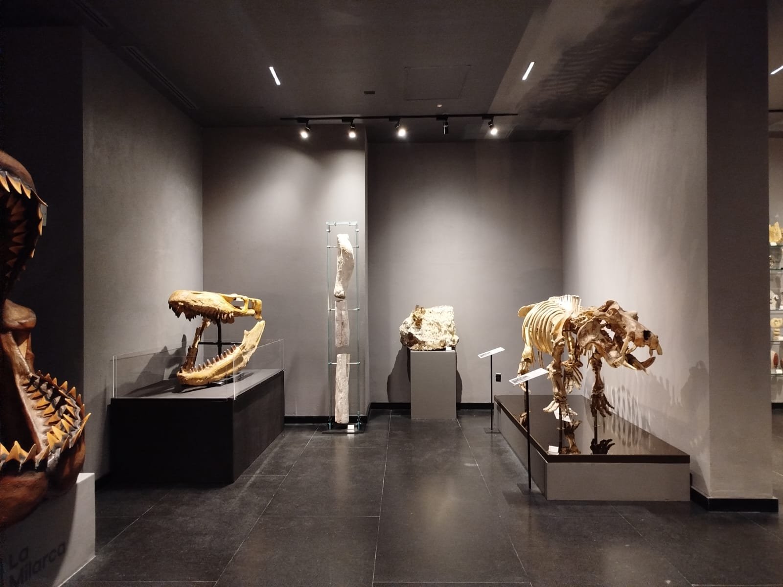 Pedestales de exhibición con fósiles ya montados en museo